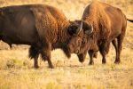 Antelope Island - Photo Credit: Photo by Mark Koch on Unsplash