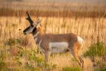 Antelope Island - Photo Credit: Photo by Mark Koch on Unsplash