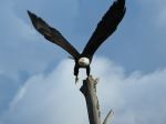 Eagle in Skagit Valley - Photo Credit: Photo by John Peters on Unsplash