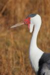 Wattled Crane in Baraboo - Photo Credit: Photo by Amy Pendowski on Unsplash