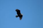 Bald Eagle flying over Rob Roy Reservoir - Photo Credit: Photo by Preston A Larimer on Unsplash