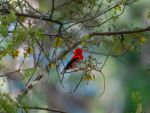 Hawaiian Honeycreeper - Photo Credit: Photo by Hunter Masters on Unsplash