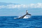 Whale - Photo Credit: Photo by Abigail Lynn on Unsplash