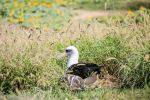 Laysan Albatross nesting - Photo Credit: Photo by Jake Bergen on Unsplash
