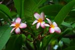 Plumeria - Photo Credit: Photo by Ariana Kaminski on Unsplash