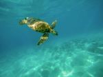 Turtle - Photo Credit: Photo by Jeremy Bishop on Unsplash