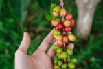 Coffee in Holualoa - Photo Credit: Photo by Katya Ross on Unsplash
