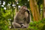 Monkey Forest - Photo Credit: Photo by Juan Rumimpunu on Unsplash