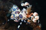Harlequin Schrimp - Photo Credit: Photo by Pascal van de Vendel on Unsplash