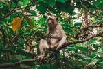 Monkey Forest - Photo Credit: Photo by Unknown Wong on Unsplash