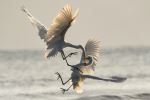 Great Egrets - Photo Credit: Photo by Chris Sabor on Unsplash