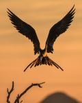 Frigate Bird - Photo Credit: Photo by Chris Sabor on Unsplash