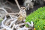 Austral Thrush - Photo Credit: Photo by Se Mo on Wikimedia
