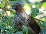 Scaled Chachalaca - Photo Credit: Photo by Patrícia Nicoloso on Unsplash