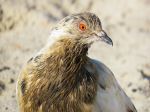 Rock Pigeon - Photo Credit: Photo by Patrícia Nicoloso on Unsplash