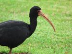Tapicuru/Bare-faced Ibis - Photo Credit: Photo by Patrícia Nicoloso on Unsplash