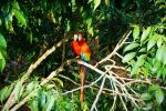 Macaw - Photo Credit: Photo by Berend Leupen on Unsplash