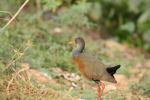 Grey-necked wood rail - Photo Credit: Photo by David Waite on Unsplash