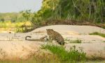 Jaguars - Photo Credit: Photo by David Waite on Unsplash