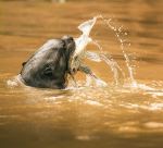 Giant River Otter - Photo Credit: Photo by David Waite on Unsplash