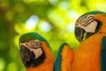 Blue and yellow macaws - Photo Credit: Photo by David Waite on Unsplash