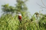 Ringed kingfisher - Photo Credit: Photo by David Waite on Unsplash