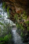 Undercliff-Overcliff Track - Photo Credit: Photo by Laura Barry on Unsplash