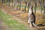 Kangaroo - Photo Credit: Photo by Yvette Goldberg on Unsplash