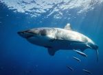 Great White Shark - Photo Credit: Photo by Gerald Schömbs on Unsplash