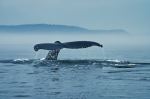 Whale - Photo Credit: Photo by Karl-Heinz Müller on Unsplash