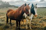  Photo Credit: Photo by Chris Liverani on Unsplash