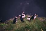 Puffins near Dyrhólaey Lighthouse - Photo Credit: Photo by Jonatan Pie on Unsplash