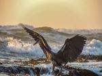 A great blue heron fishing - Photo Credit: Photo by Noah Boyer on Unsplash