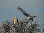 white tailed kite - Photo Credit: Photo by Noah Boyer on Unsplash