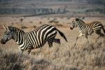 Zebras - Photo Credit: Photo by Ellen White on Unsplash