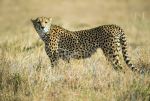 Cheetah - Photo Credit: Photo by David Clode on Unsplash