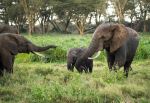 Elephants - Photo Credit: Photo by David Clode on Unsplash