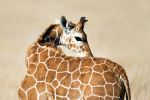 Reticulated giraffe - Photo Credit: Photo by David Clode on Unsplash