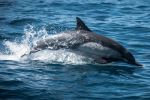 Dolphin - Photo Credit: Photo by Dawn Casey on Unsplash