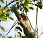 Sloth - Photo Credit: Photo by Max Thake on Unsplash