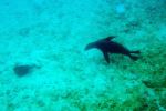 Diamond stingray and Galápagos sea lion - Photo Credit: Photo by Paul and Jill on Wikimedia