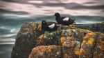 Guillemots - Photo Credit: Photo by K. Mitch Hodge on Unsplash