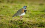 Southern Lapwing - Photo Credit: Photo by Chris Stenger on Unsplash