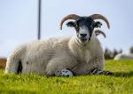 Fionnphort - Photo Credit: Photo by Andrew Dawes on Unsplash