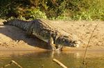 Nile Crocodile - Photo Credit: Photo by Leon Pauleikhoff on Unsplash