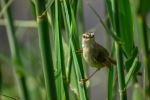 Tawny Flanked Prinia - Photo Credit: Photo by Nicole Wreyford on Unsplash