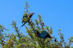 Two lilac-breasted rollers - Photo Credit: Photo by Hendrik Prinsloo on Unsplash