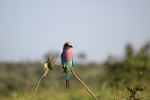 Lilac Breasted Roller - Photo Credit: Photo by CLARA METIVIER BEUKES on Unspla
