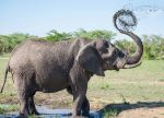 Elephant - Photo Credit: Photo by Andrew Rice on Unsplash