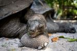 Turtle Sanctuary - Photo Credit: Photo by Miriam Pereira on Unsplash